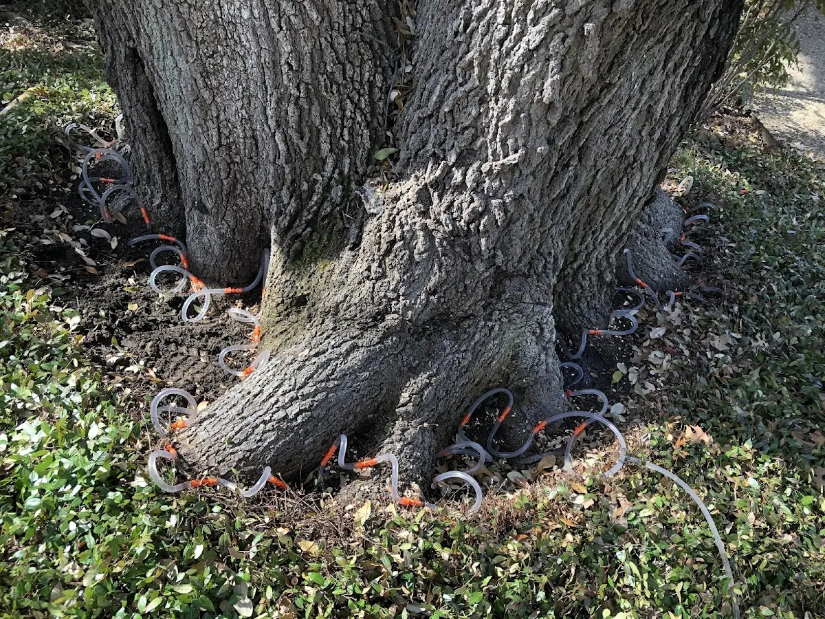 Detailed Tree Cabling and Bracing job site in Riverton