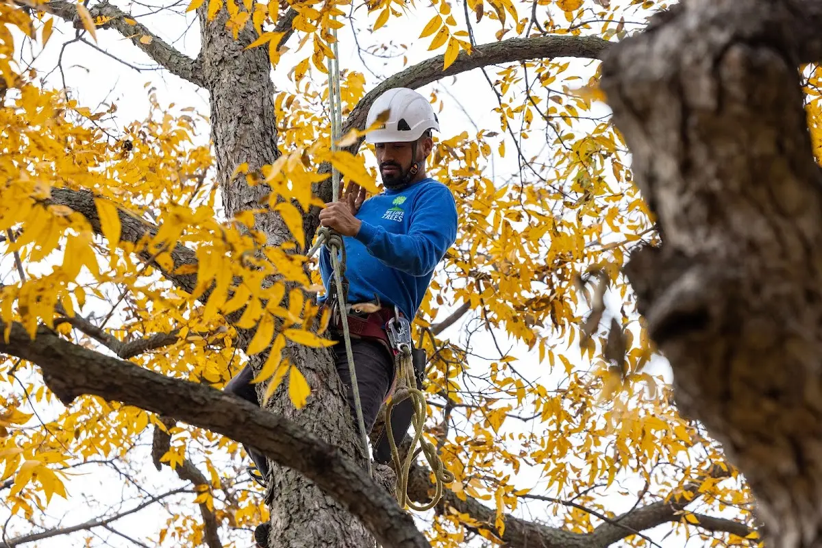 Skilled Tree Pruning crew working in Riverton